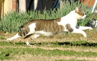 走る猫 ネコネコニャーログ